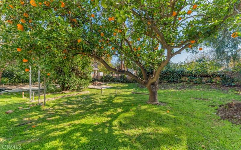 Backyard with infamous orange tree