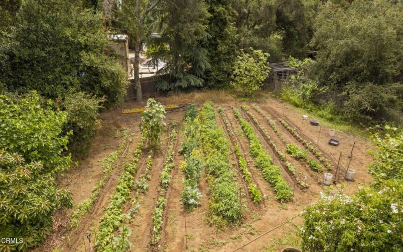 Drone farm crops east facing