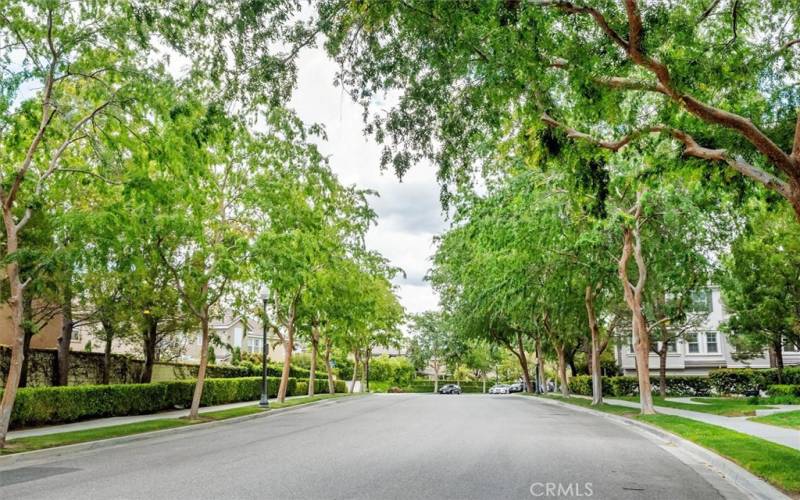 Beautiful tree lined street