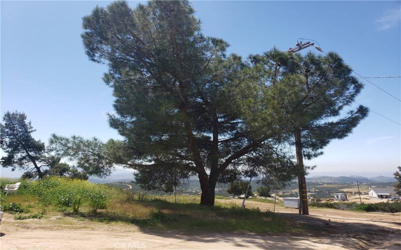 Pines at entrance to property
