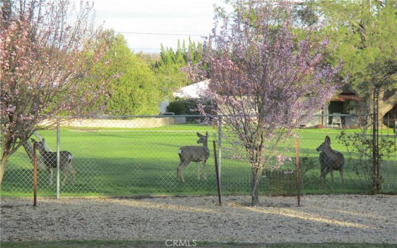deer on golf course