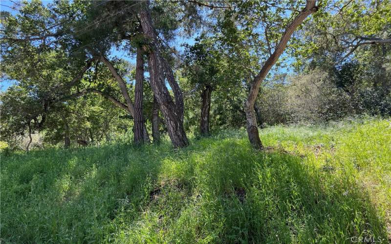 Up slope from road, lots of oaks and pines