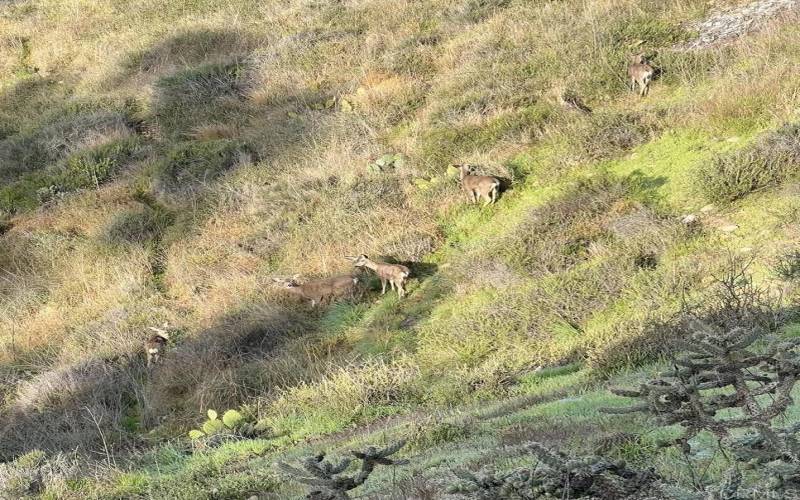 Deer in the Canyon