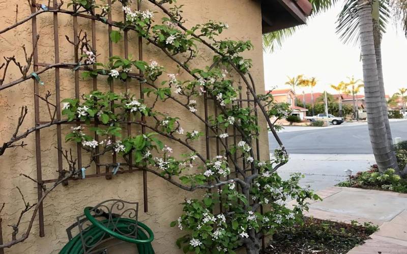 Apple Tree Espalier Style