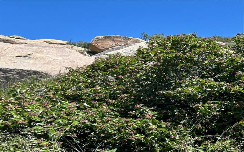 Indigenous shade-casting trees (2).
