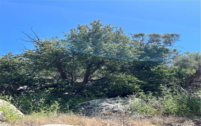 Indigenous shade-casting trees (2).