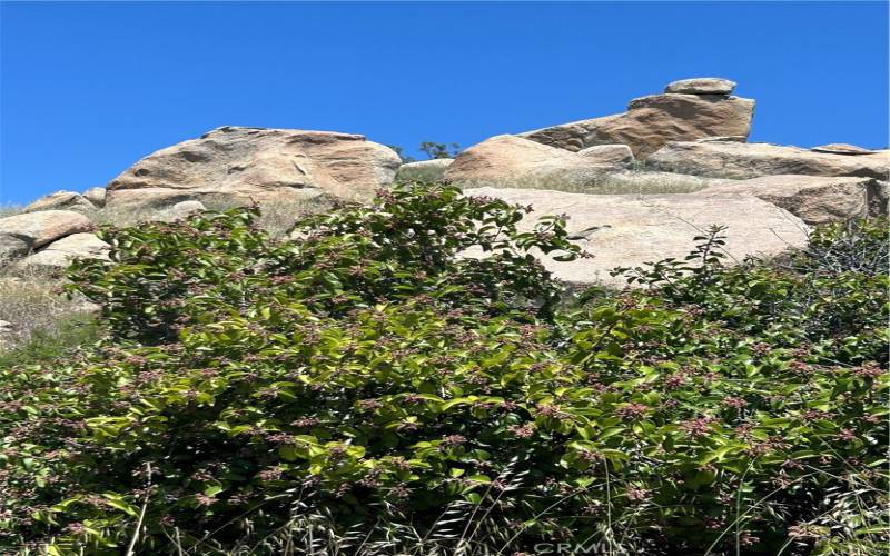 Indigenous shade-casting trees (3).