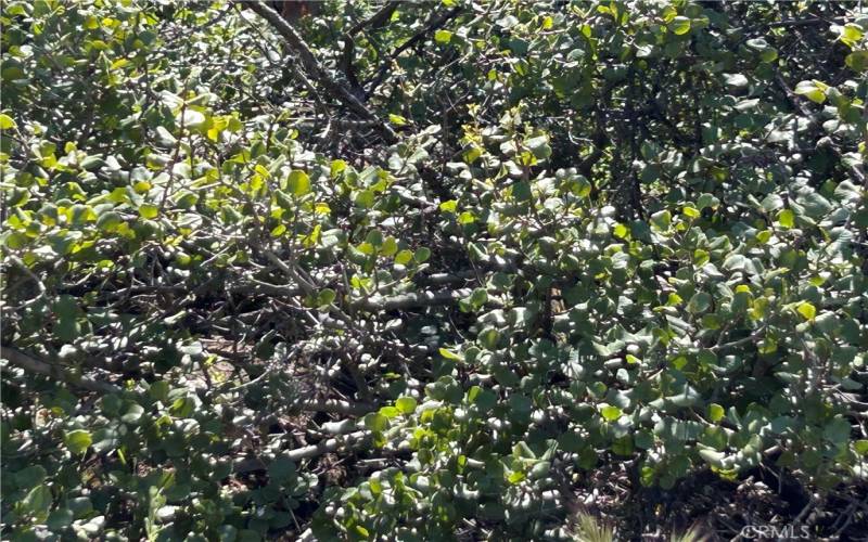 Indigenous shade-casting trees (1)