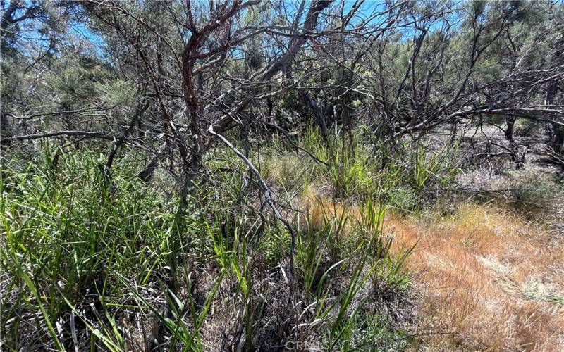 Water loving plants on NW portion of the property (2).