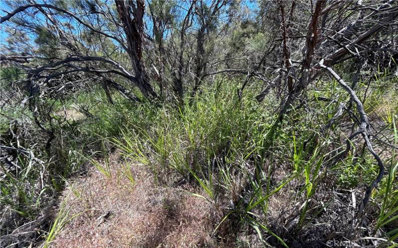 Water loving plants on NW portion of the property (1).