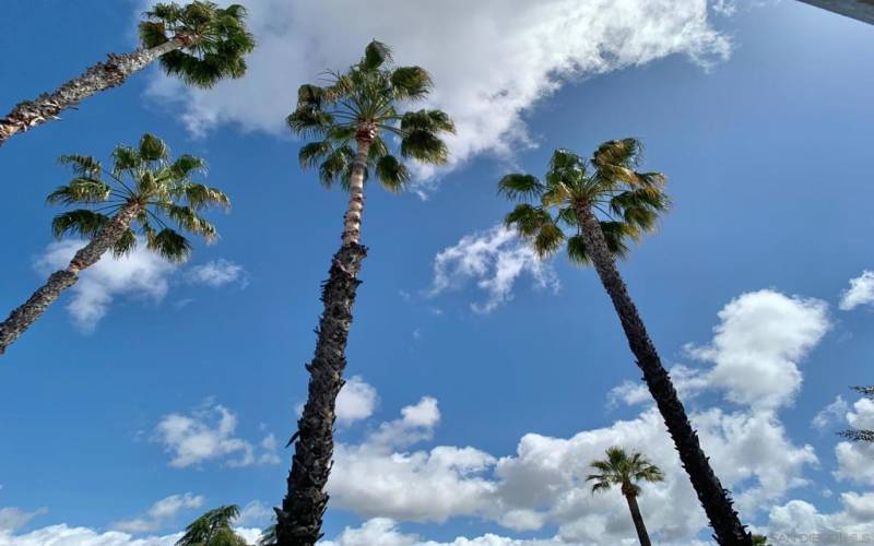 Local palm trees.