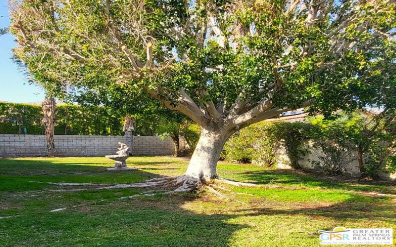 Grass & Mature Shady Tree In The Rear Yard