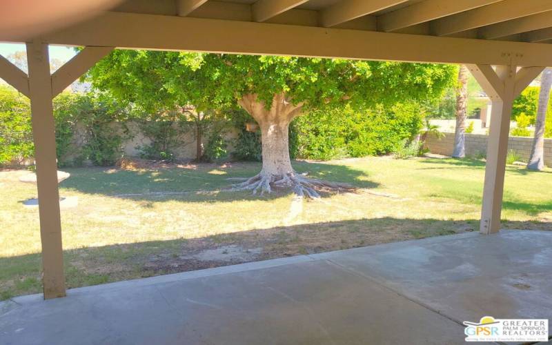 Covered Patio & Mature Landscaping In The Rear Yard