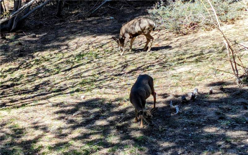 Deer-back yard