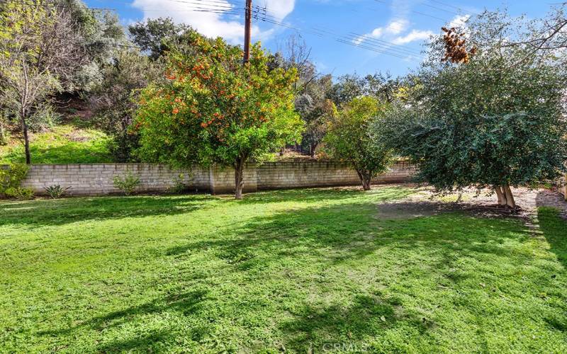 Backyard with Fruit Trees