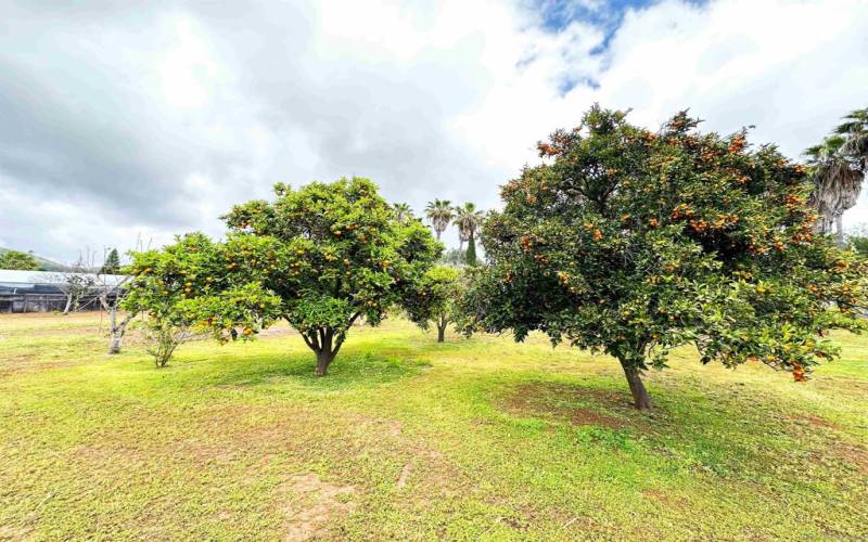 Fruit trees