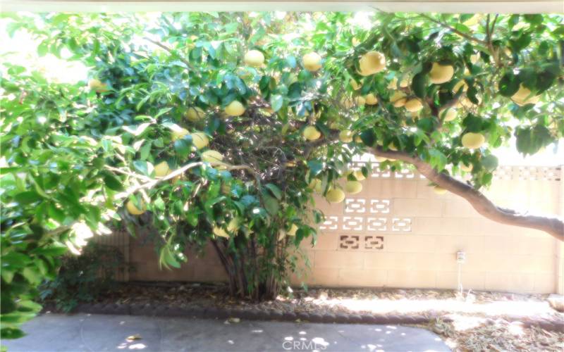 1221 W. Westmont Avenue Grape Fruit Tree