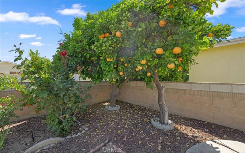 Mature Citrus Tree