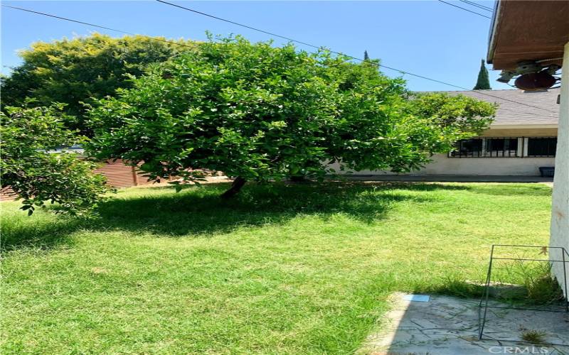 Backyard looking south toward home