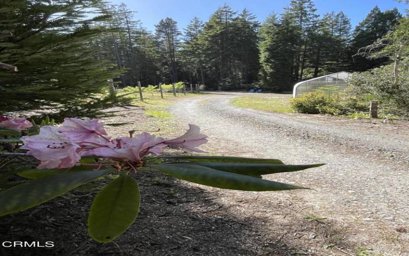 Yard Rhodie Orchard PST