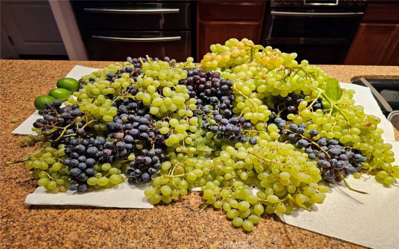 Grape harvest from side yard!