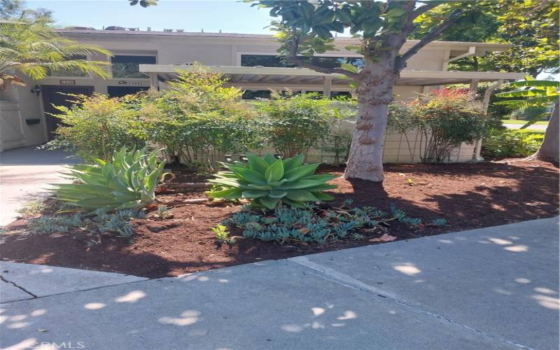 Front flower bed with magnolia and agave