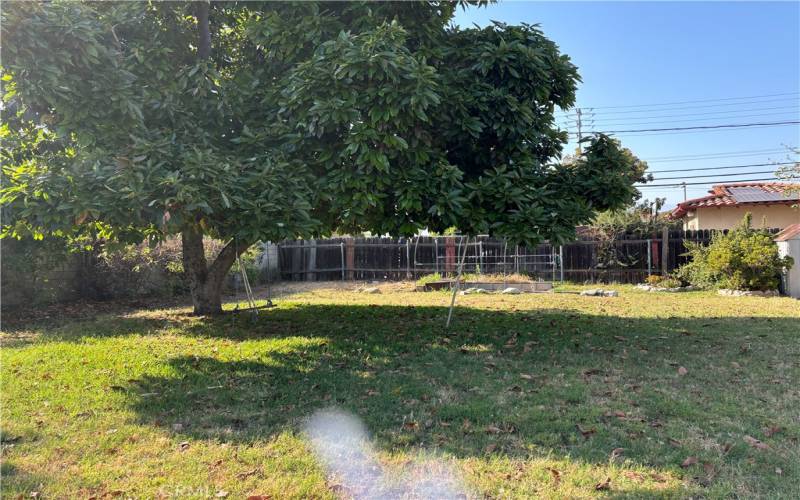 Backyard with mature avocado tree