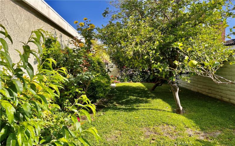 Large side yard with Fruit trees