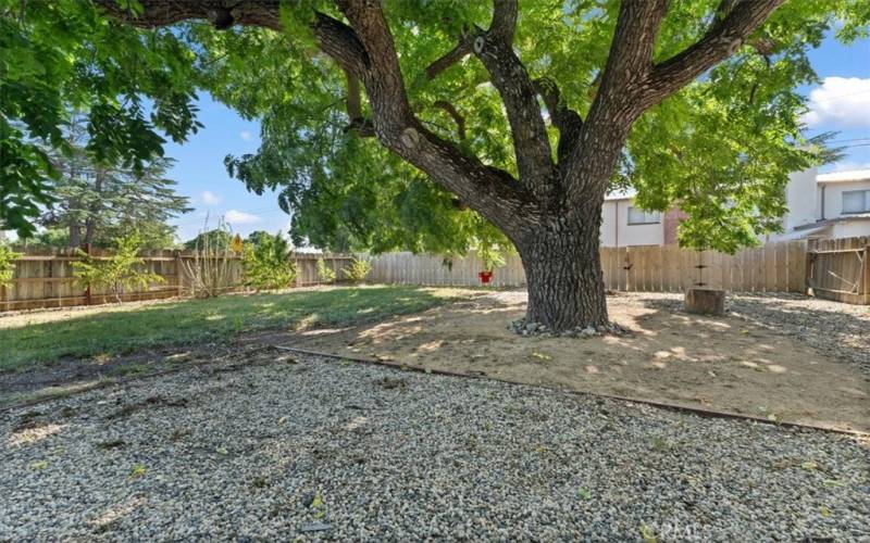 HUGE backyard with large shade tree