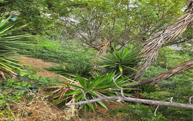 Plants and trees on the lots