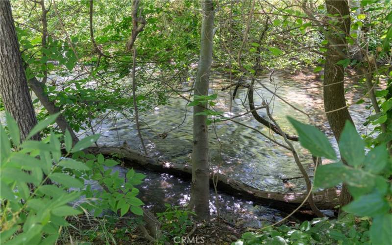 Creek nearby in Bidwell Park