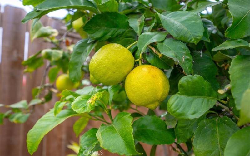 Lemon tree