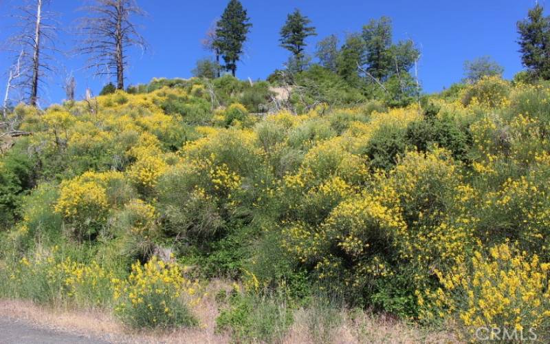 Looking up at the parcel from Adams Springs Rd.