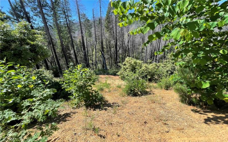 owner has planted trees to replace those that burned in the Bear Fire