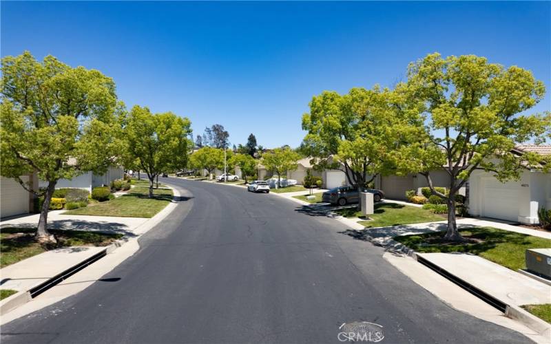 Quiet tree-lined street