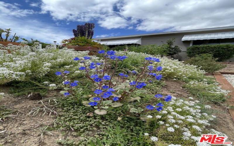Front of Property, CA Native Landscaping