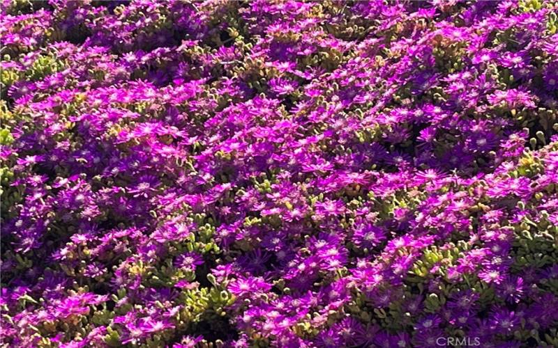 Seasonal carpet of purple flowers on the property