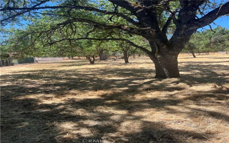 View from standing at the street. With some shade trees!