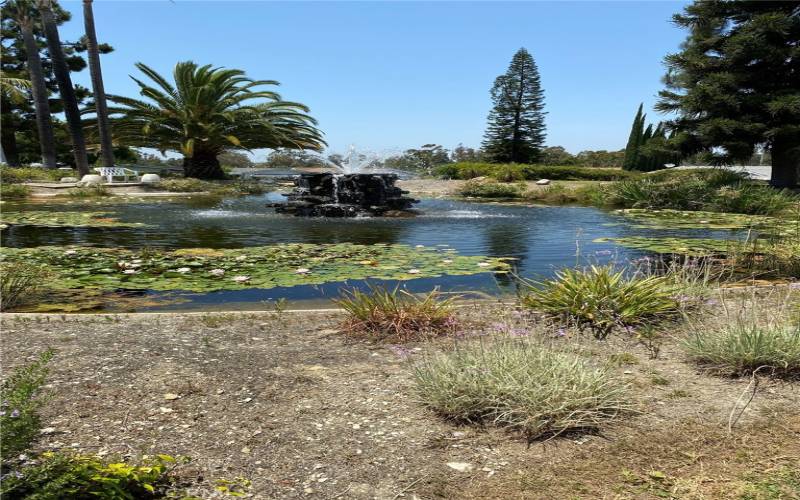 The upper pond outside the pool and clubhouse. Those are a special natural lily pads, that have beautiful blooms. No fishing allowed but there are fish in the upper pond to look at.