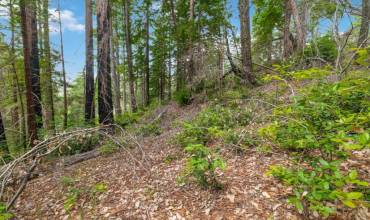 3 Bloom Grade, Boulder Creek, California 95006, ,Land,Buy,3 Bloom Grade,ML81969941