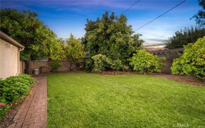 Grass area of yard with view of large avocado tree
