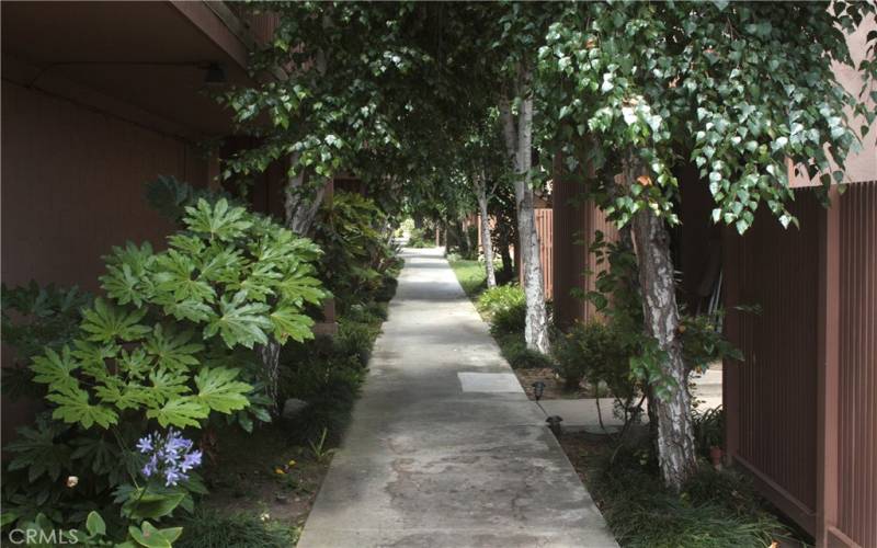 Tree-lined walkway