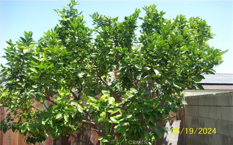 Citrus Fruit Tree