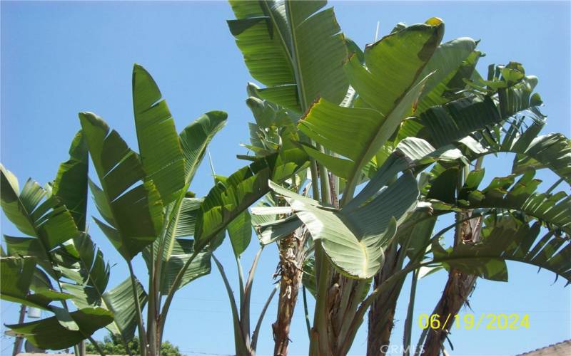 Bird Of Paradise In Front  Yard