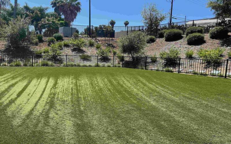 Large Grass area for dog