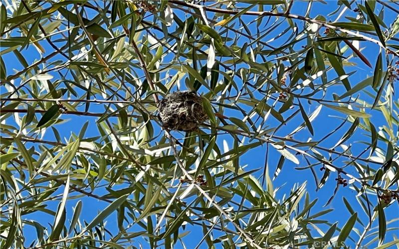 Hummingbird nest!