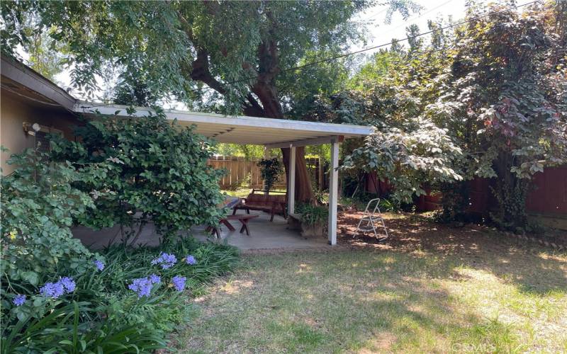 Back yard, wonderful plum tree and other pretty trees.