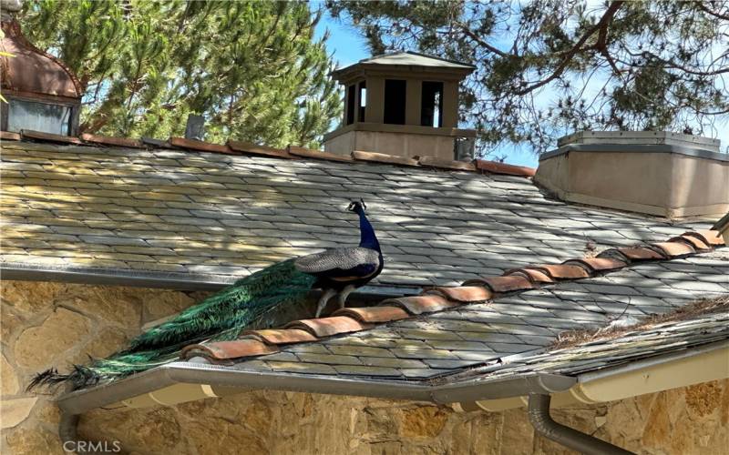 peacock on the house roof