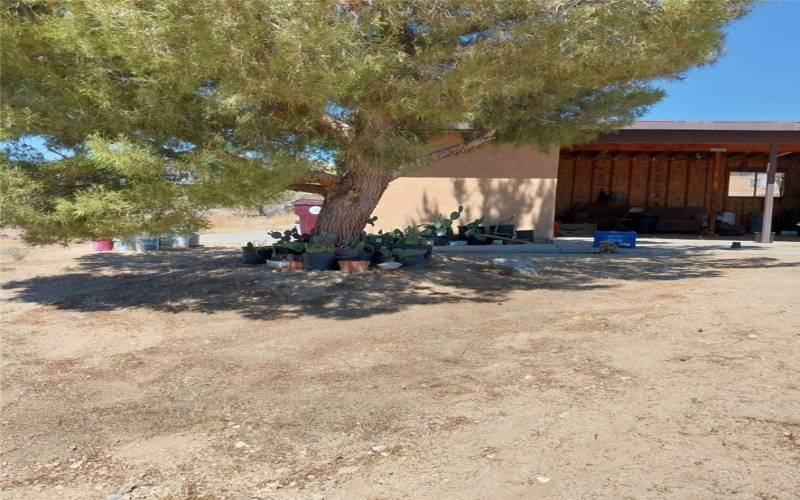 Beautiful Shade trees and Joshua Trees Throughout the 5 acres