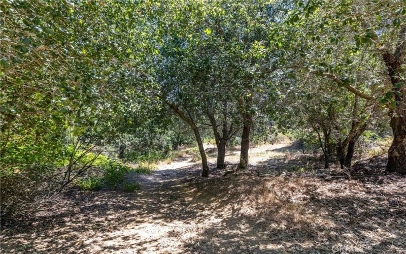 Trail leads you around the 4.85 acre property.